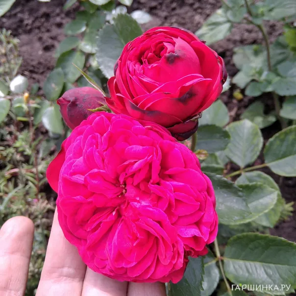 превью изображения отзыва