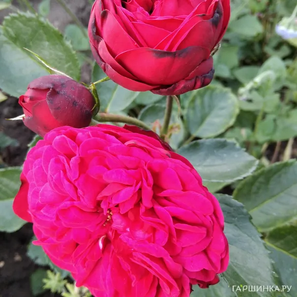 превью изображения отзыва