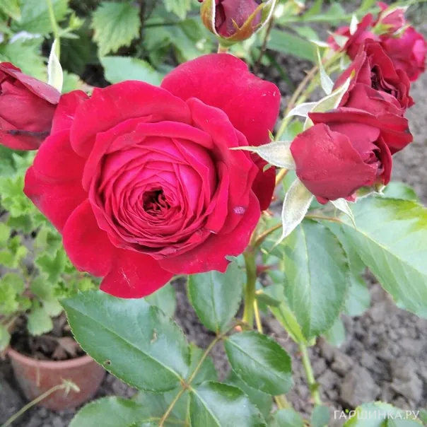 превью изображения отзыва