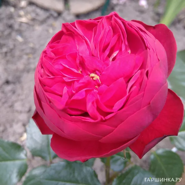 превью изображения отзыва