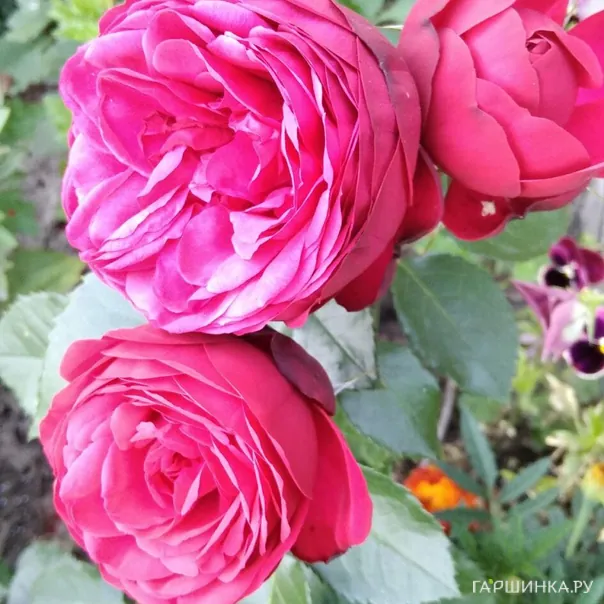 превью изображения отзыва