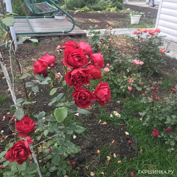 превью изображения отзыва