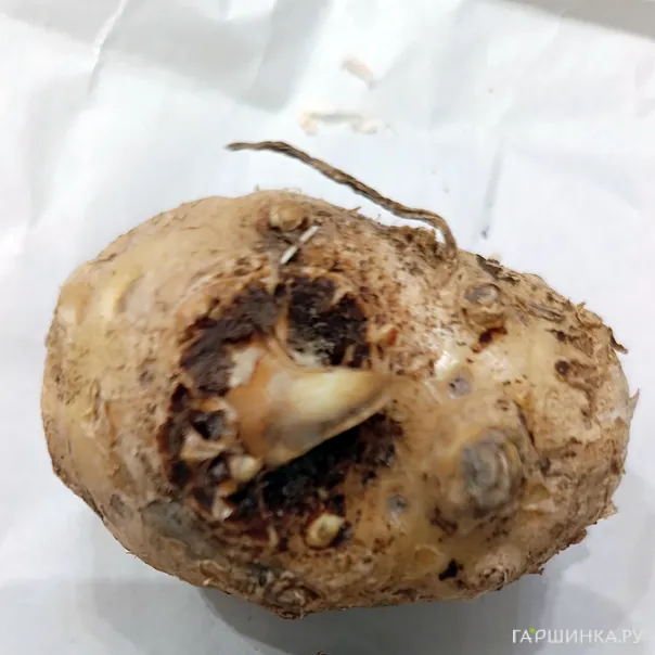 превью изображения отзыва