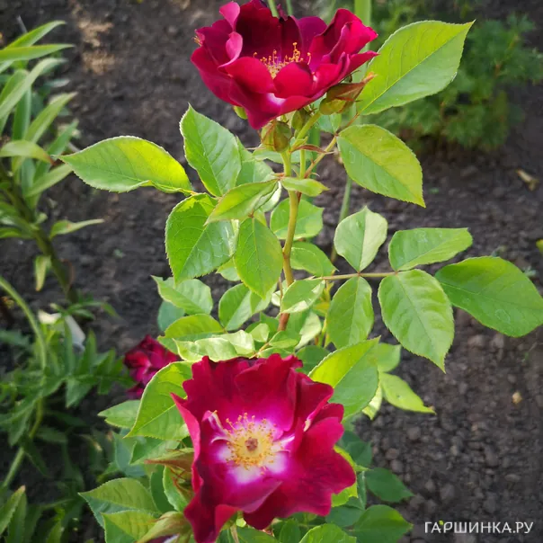 превью изображения отзыва