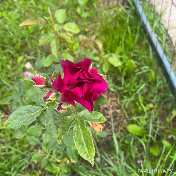 превью изображения отзыва