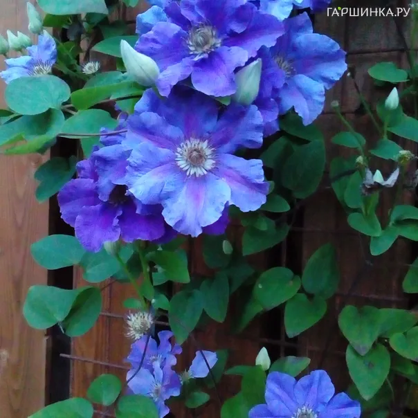 превью изображения отзыва