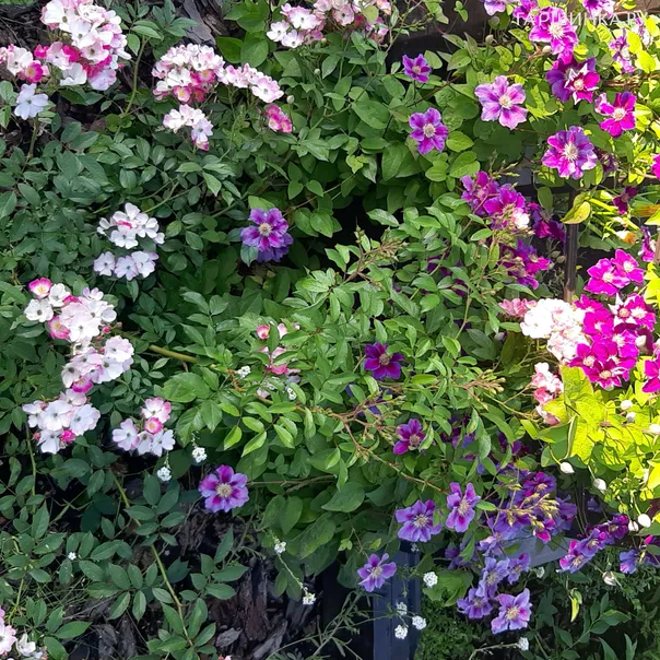 превью изображения отзыва