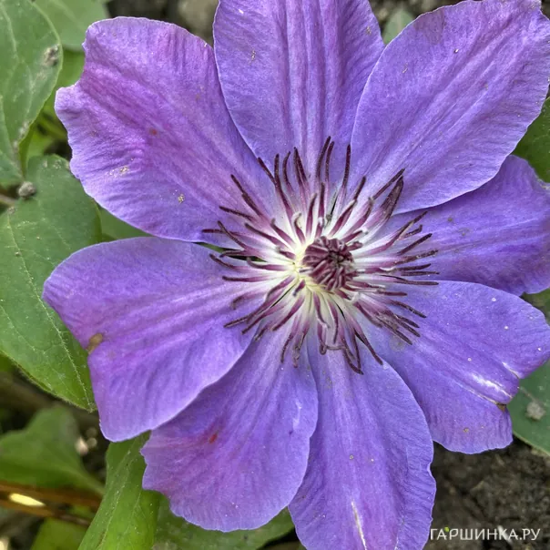 превью изображения отзыва