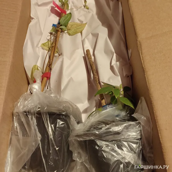 превью изображения отзыва