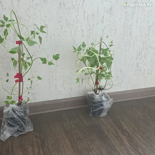 превью изображения отзыва