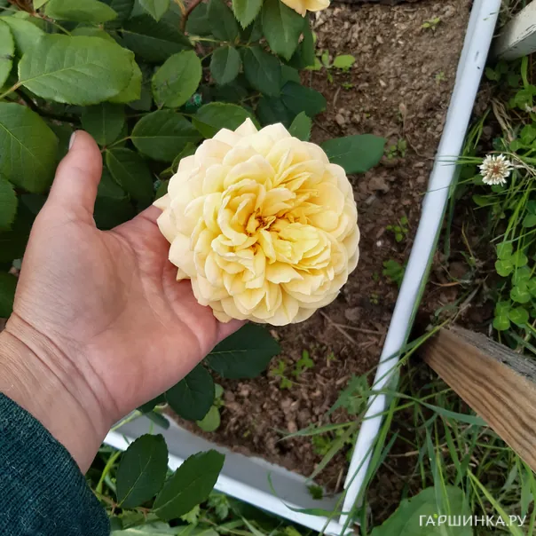 превью изображения отзыва