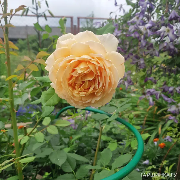 превью изображения отзыва