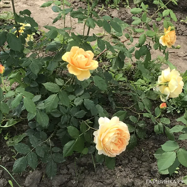 превью изображения отзыва