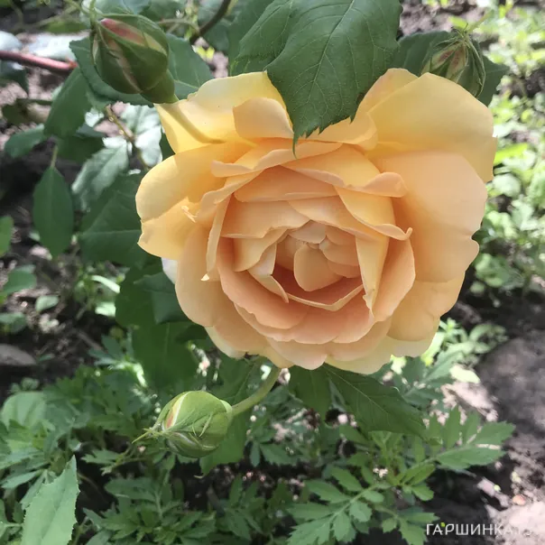 превью изображения отзыва