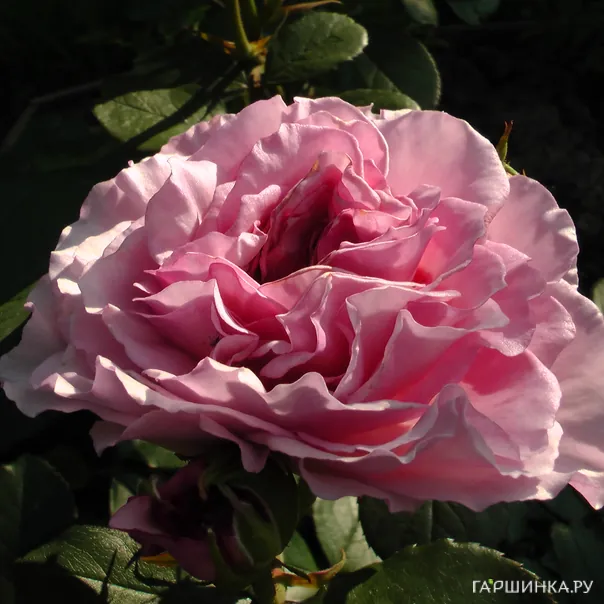 превью изображения отзыва