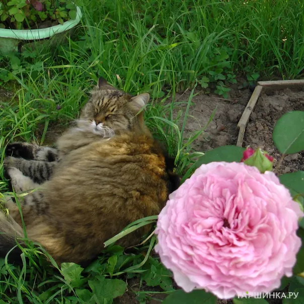 превью изображения отзыва