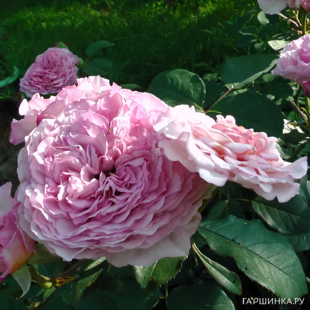 превью изображения отзыва