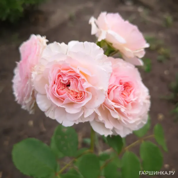 превью изображения отзыва