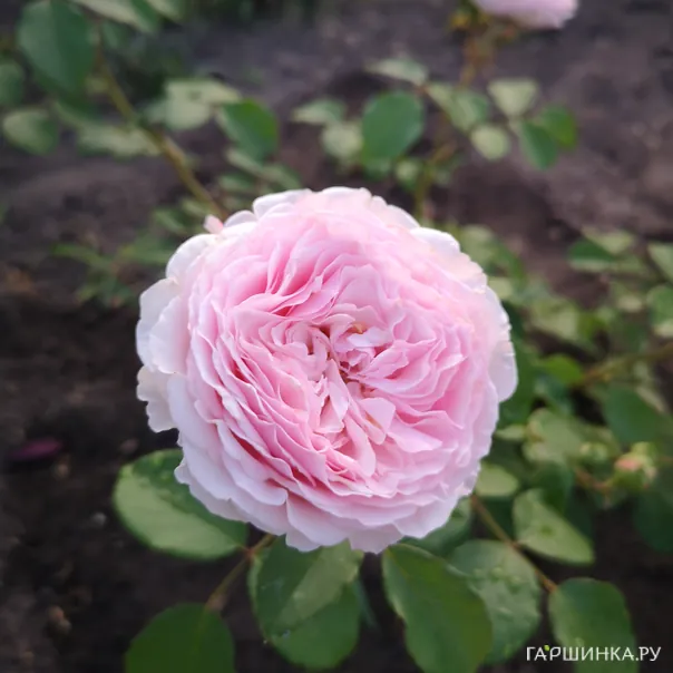 превью изображения отзыва