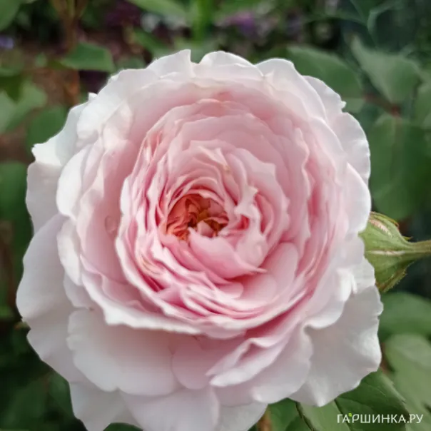 превью изображения отзыва