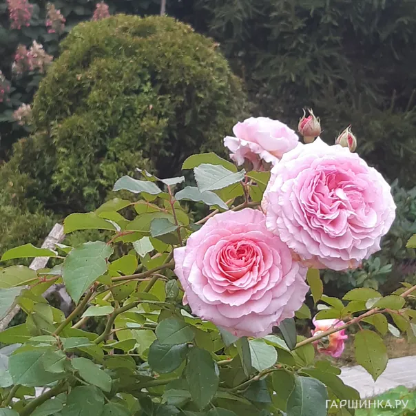 превью изображения отзыва