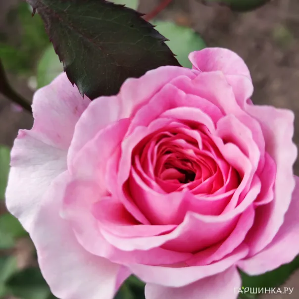 превью изображения отзыва