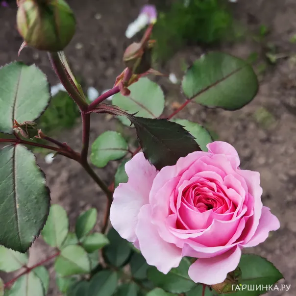 превью изображения отзыва