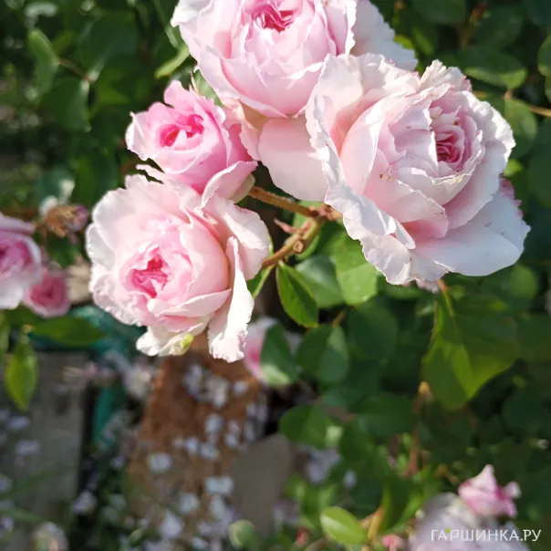 превью изображения отзыва