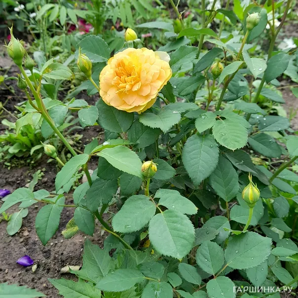 превью изображения отзыва