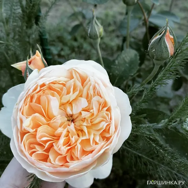 превью изображения отзыва