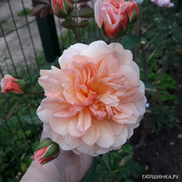 превью изображения отзыва