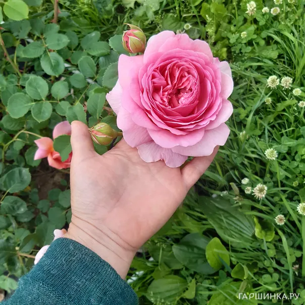 превью изображения отзыва