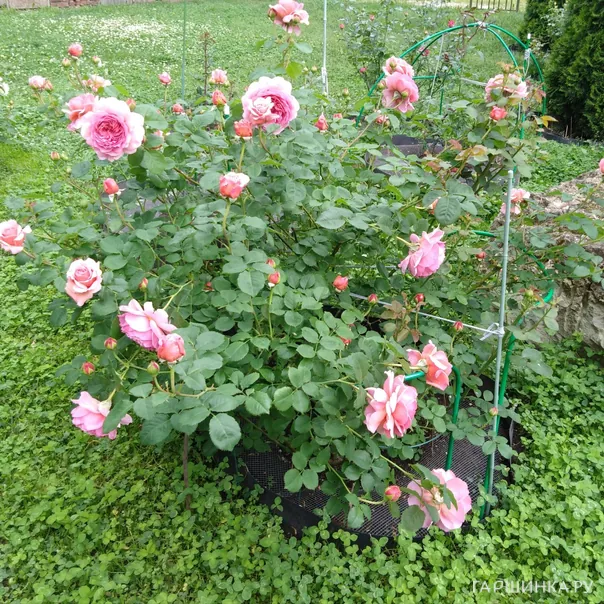 превью изображения отзыва