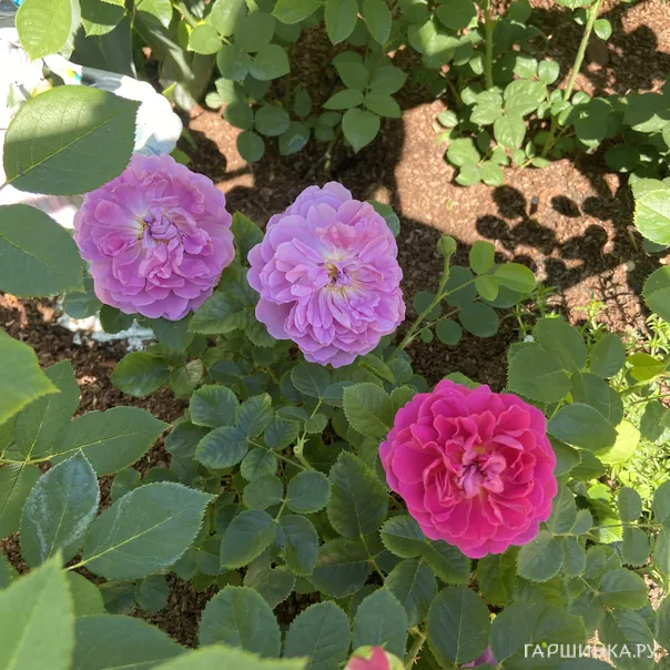 превью изображения отзыва