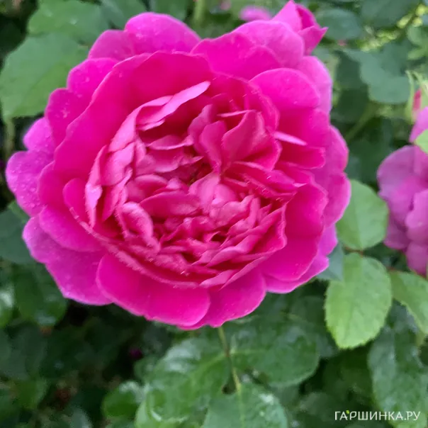 превью изображения отзыва