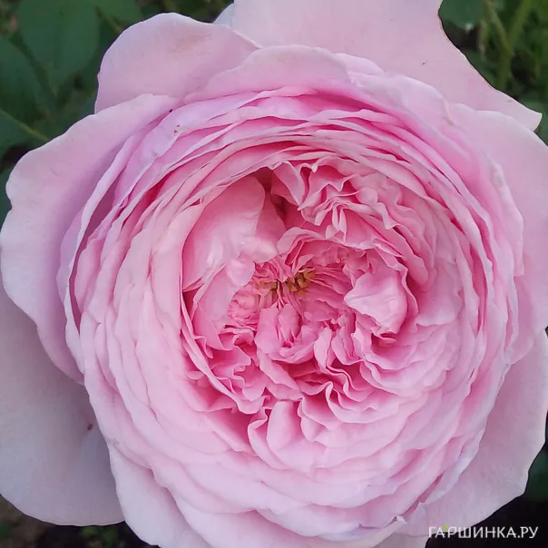 превью изображения отзыва