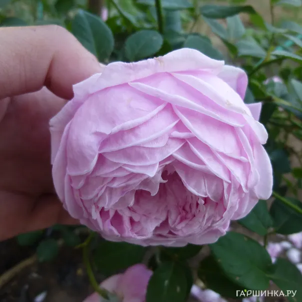 превью изображения отзыва