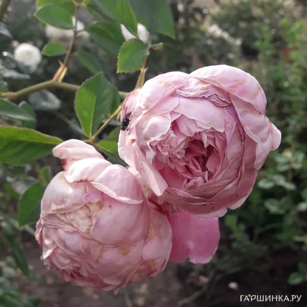 превью изображения отзыва