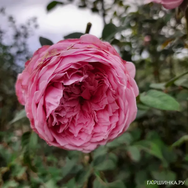 превью изображения отзыва