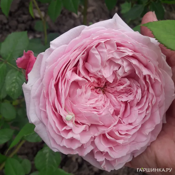 превью изображения отзыва