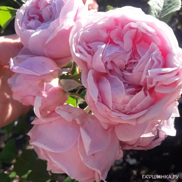 превью изображения отзыва