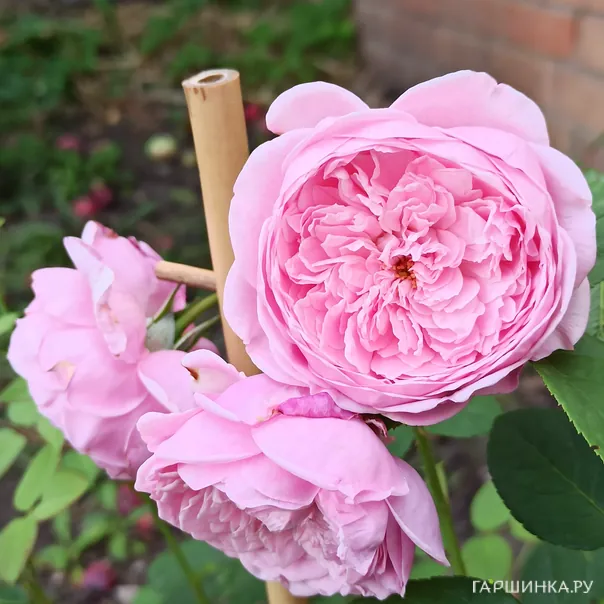 превью изображения отзыва