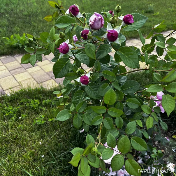 превью изображения отзыва