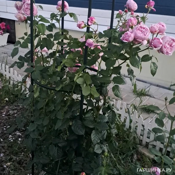 превью изображения отзыва