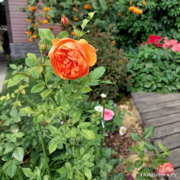 превью изображения отзыва