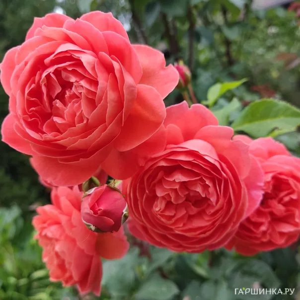 превью изображения отзыва