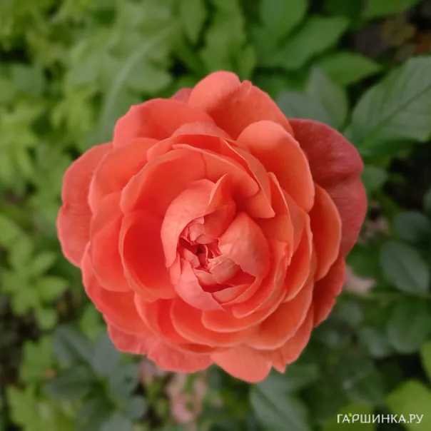 превью изображения отзыва