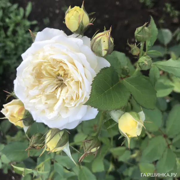 превью изображения отзыва