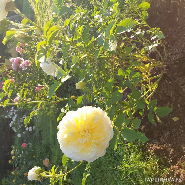 превью изображения отзыва