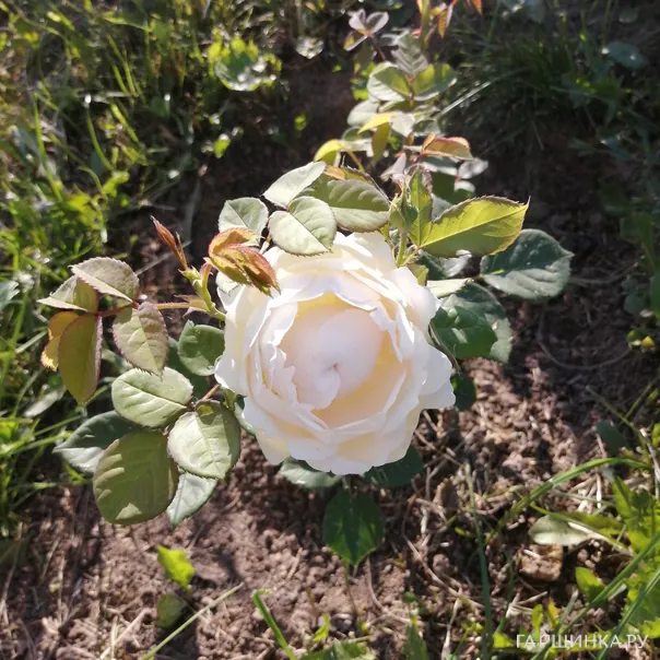 превью изображения отзыва